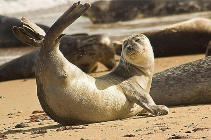 Relaxing Chalet On Popular California Sands Short Stroll To Beach, Nr Norfolk Broads & Great Yarmouth Scratby Esterno foto